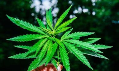 Good Supply Cannabis Brand Reveals New Fall Flower L...