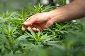 These Three Weed Stocks; Why Is There So Much Interest?