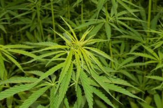 VIVO Cannabis Announces Third Quarter 2022 Results