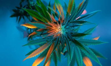 Medical Marijuana, Inc. Reports $4.9 Million in Net ...