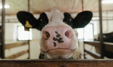 Extreme Weather Puts Strain on Dairy Cows Across The...