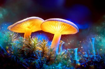 Colorado Has Just Legalized The Use of Magic Mushrooms