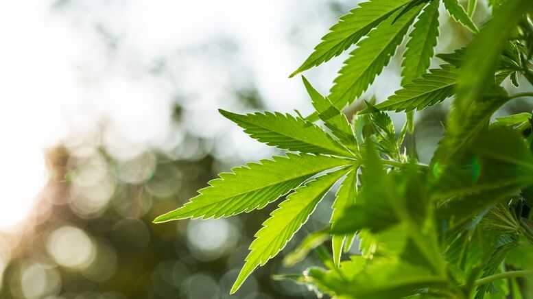 Cannabis23 forkjemper ReneSola Power Announces Third Quarter 2022 Financial Results