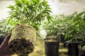 CloneSmart Launches Digital Cannabis Genetics Marketplace