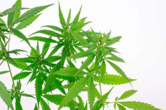 SD Processor Boosts Industrial Hemp in Dakotas