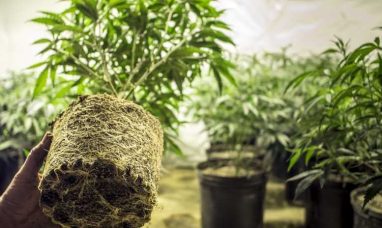 Medical marijuana market size to grow at a CAGR of 2...