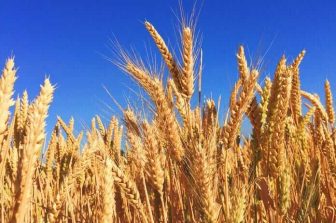 Assessing the Future Trajectory of Wheat Prices Following Recent Decline