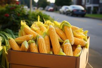 Is the Corn Market on the Verge of a Long-Term Reversal? 