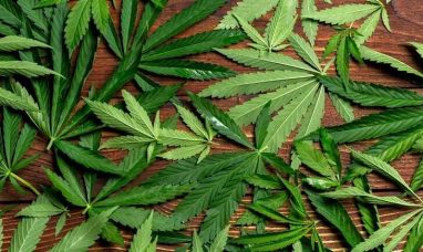 IM Cannabis Announces Change of Auditors