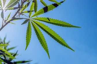 MTL Cannabis Corp. Closes $27 Million Credit Facility with Canadian Schedule 1 Bank