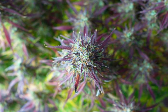 547efb490eedb56d038da61336dc4cad Historic Cannabis Seed Giveaway is a Huge Hit at 2025 California State Fair