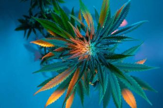 Curaleaf to Report Second Quarter 2025 Financial and Operational Results