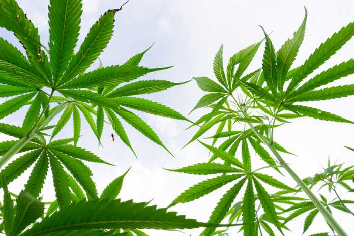 ceed601be146159047f73ada49fc7fa5 Grown Rogue to Report Second Quarter 2025 Financial Results and Host Conference Call on August 12, 2025