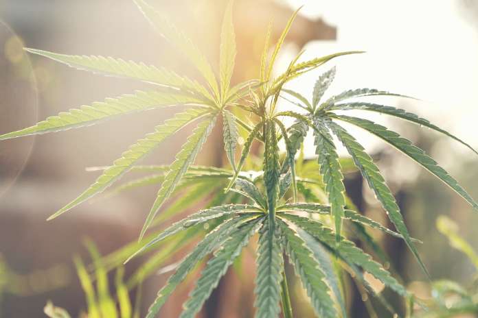 f3c8321f2c386d815aab004880c03657 1 Aurora Cannabis to Host First Quarter 2026 Investor Conference Call