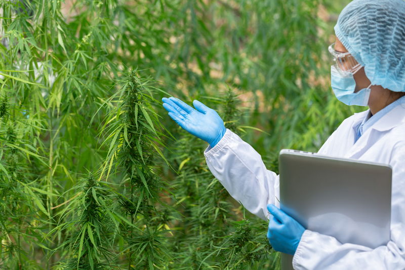 0609e415b0db159fa374ba890374f1ff IM Cannabis Explores U.S. Market Entry Following President Trump's Executive Order on Increasing Medical Marijuana and Cannabidiol Research