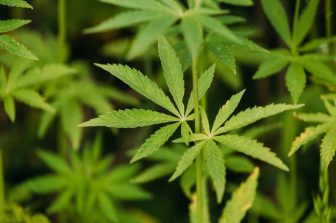 The Mamba Brand LLC: Trump’s Marijuana Order Restores Control — Criminals Thrive Only When Washington Fails