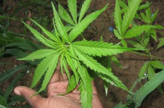 The AGCO is safeguarding minors with new measures to prevent underage access to alcohol and cannabis products