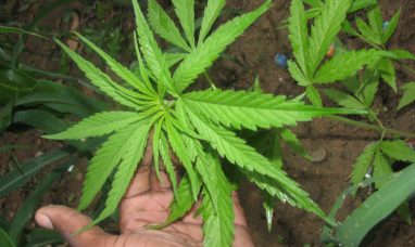 The AGCO is safeguarding minors with new measures to prevent underage access to alcohol and cannabis products