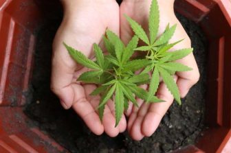 Mercanto Launches Vape Cartridges in Québec — Now Available In-Store and Online