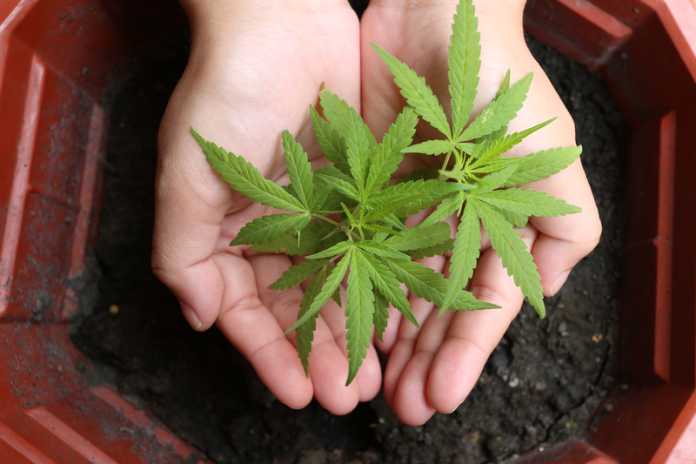 95046b80b26592a41351872f094c854a Mercanto Launches Vape Cartridges in Québec -- Now Available In-Store and Online