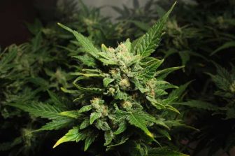 Auxly Reviews 2025 Milestones and Provides 2026 Outlook