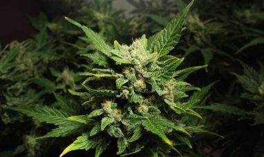 Auxly Reviews 2025 Milestones and Provides 2026 Outlook