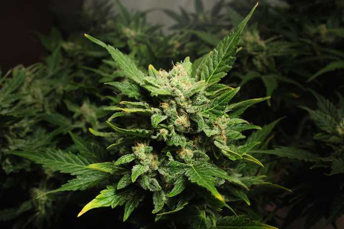 0feea14f6f6c45ad75f9d328c13a5094 Auxly Reviews 2025 Milestones and Provides 2026 Outlook