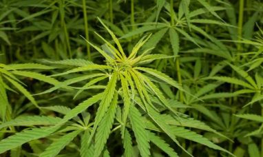 Curio Wellness Appoints Matt O’Neal as Regional President, Midwest