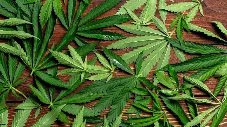 764bad386118ebab3badb6223bf84dc3 Trulieve to Open Medical Cannabis Dispensary in Fort Myers, Florida