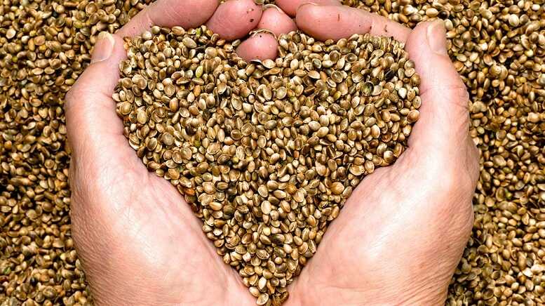 9db6bb53439f8aeb1da8863aec428f76 2026 Outlook: Cannabis Industry Matures Despite Challenges; Cultivation and Post Harvest Tech Take Center Stage