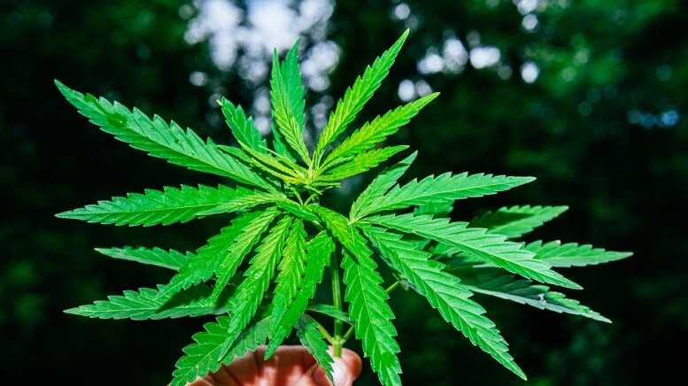 b2f51cdad837c56cd44c68902e17f651 ONE HEMP Applauds Bipartisan Leadership Introducing the Hemp Enforcement, Modernization, and Protection (HEMP) Act