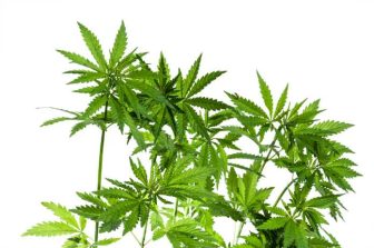 U.S. Hemp Roundtable Welcomes Rep. Morgan Griffith’s Bipartisan HEMP Act to Establish Federal Regulatory Framework for Hemp-Derived Products