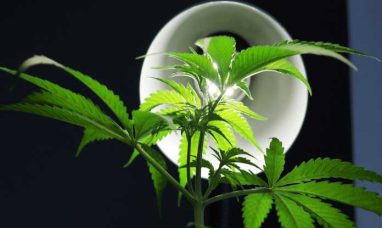 Terrabis Announces Grand Opening Month Celebration for Mundelein’s New Dispensary with Weekly Giveaways