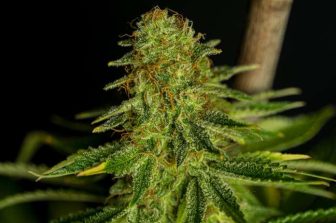 Rare Cannabinoid Company Expands Mood Collection with New THC-Free CBC Gummies with CBC and CBD