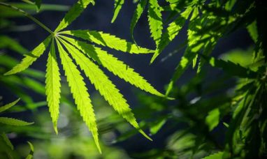 Trulieve Cannabis Corp. to Hold Fourth Quarter and Full Year 2025 Results Conference Call on February 26, 2026