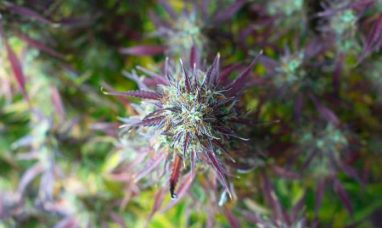 Ascend Wellness Holdings Unveils a Full Relaunch of ...