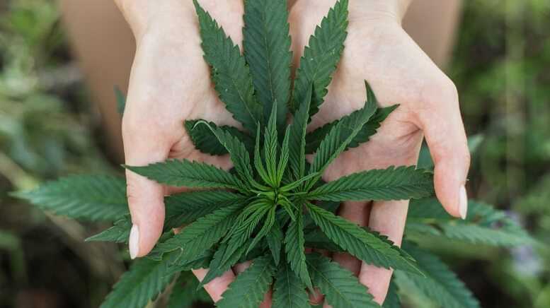 6c275017f421547106903a8d7a0db2ad 1 Everyday Marijuana Mistakes That Could Lead to Criminal Charges | Marijuana Defense Attorneys, Wichita