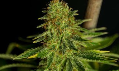 Trulieve to Open Medical Cannabis Dispensary in Lake Wales, Florida