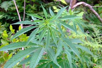 High Tide and NuLeaf Naturals Join U.S. National Compassionate Care Council as Founding Members