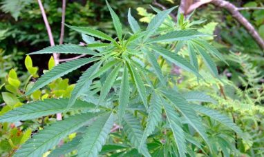 High Tide and NuLeaf Naturals Join U.S. National Com...