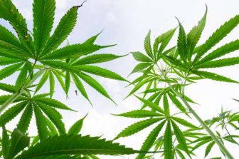 Aurora Advances Global Medical Cannabis Portfolio with New Product Launches Across Key International Markets