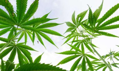 Aurora Advances Global Medical Cannabis Portfolio wi...