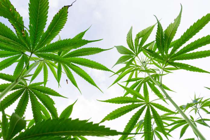 af68efc5e0afe03e2da192e6f2610a85 Aurora Advances Global Medical Cannabis Portfolio with New Product Launches Across Key International Markets