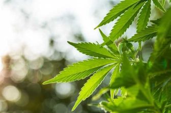 Speakeasy Dispensary Brings Medical Cannabis Access to Bowling Green
