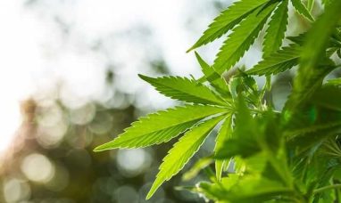 Speakeasy Dispensary Brings Medical Cannabis Access to Bowling Green