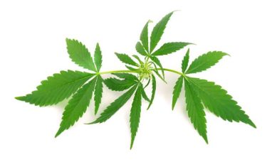 JOMS Study: Regular Marijuana Users May Need More An...