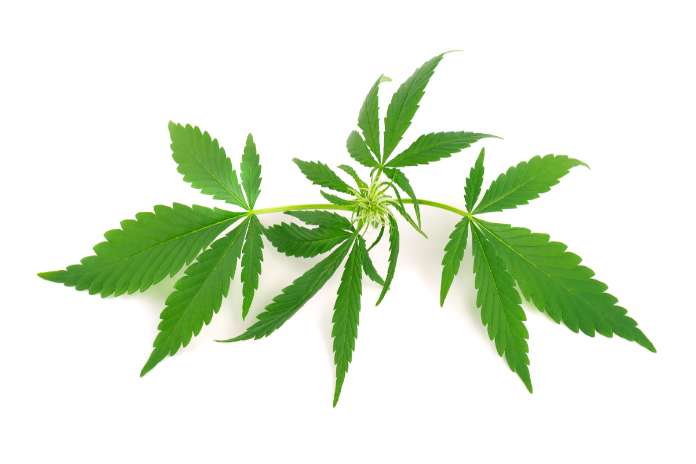 f52988fc570d92bcc6340ec9b98ad6e0 1 JOMS Study: Regular Marijuana Users May Need More Anesthesia For Wisdom Teeth Removal