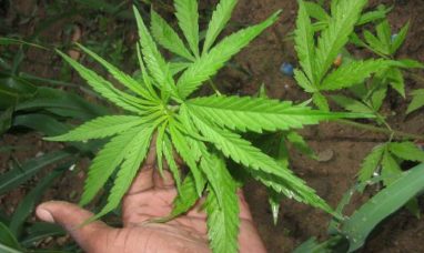 Patient First Coalition Supports DEA’s Medical...