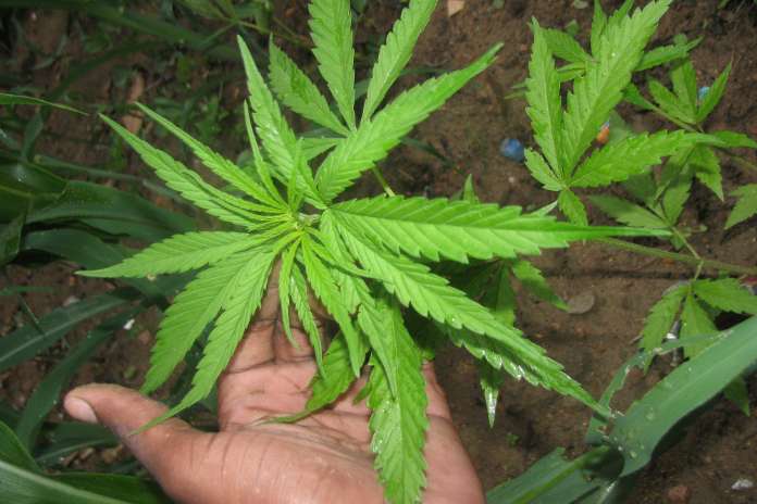 7ad585234a9a231acc148a1d13c58a7e Patient First Coalition Supports DEA's Medical Cannabis Review Process Providing Experts Advocating for Schedule III Transition Moritorium - Supporting Medical