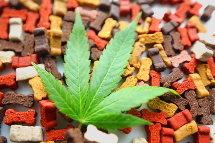 971e98cd030570024a3d9242215efb2b 1 PleoPharma, Inc. Announces First Patient Dosed in Pivotal Phase 3 Clinical Trial of PP-01 (CAN-004) for Mitigation of Cannabis Withdrawal Symptoms in Patients with Cannabis Use Disorder